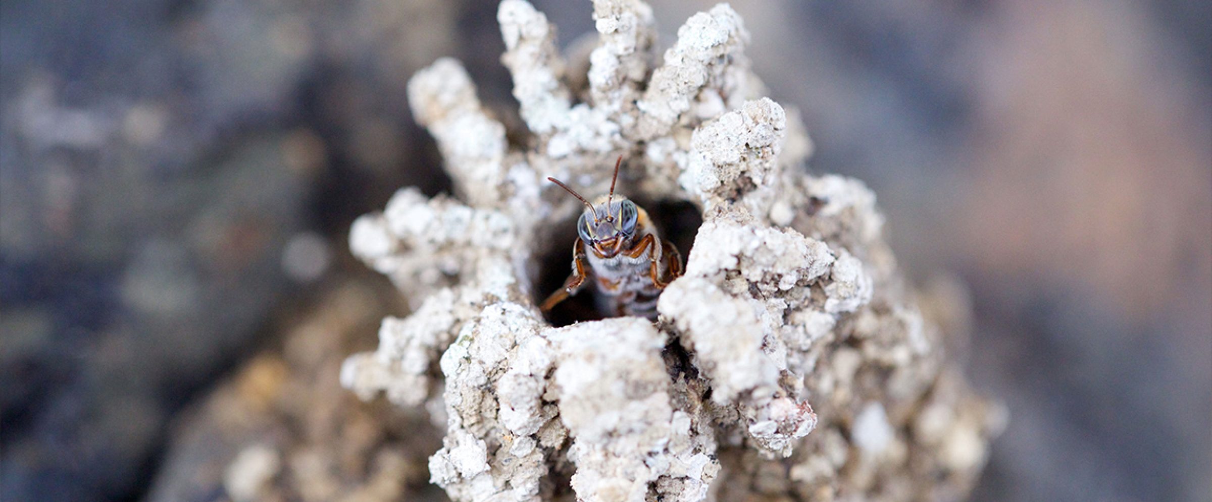 expo_baisers_abeilles_7_galerie