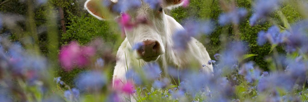 La vacheles compagnons rouges les myosotis